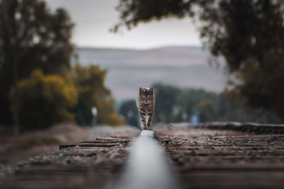 Photo Cat walking