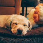 Photo Cozy dog bed