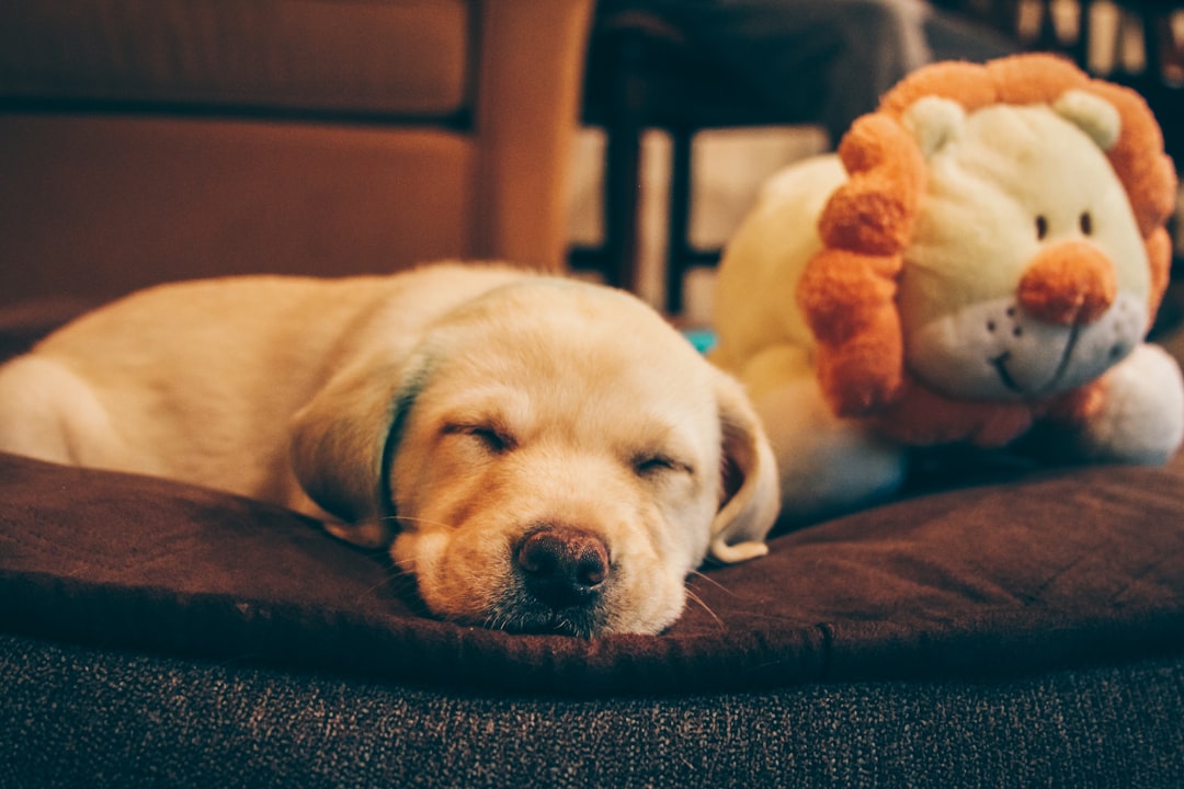 Photo Cozy dog bed