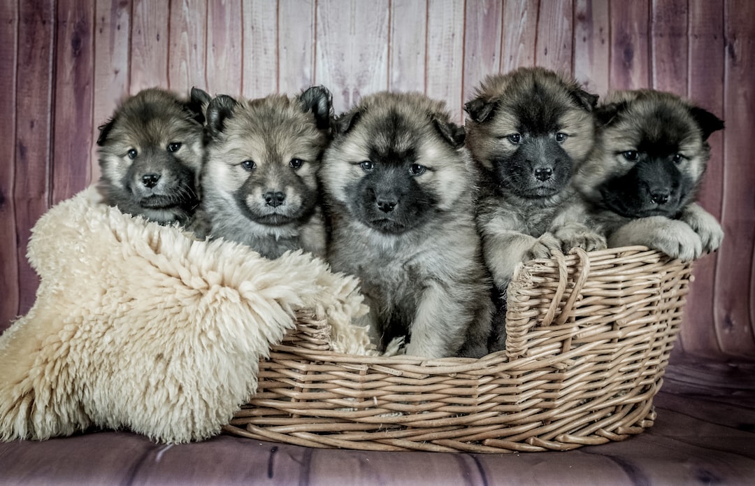 Photo puppies