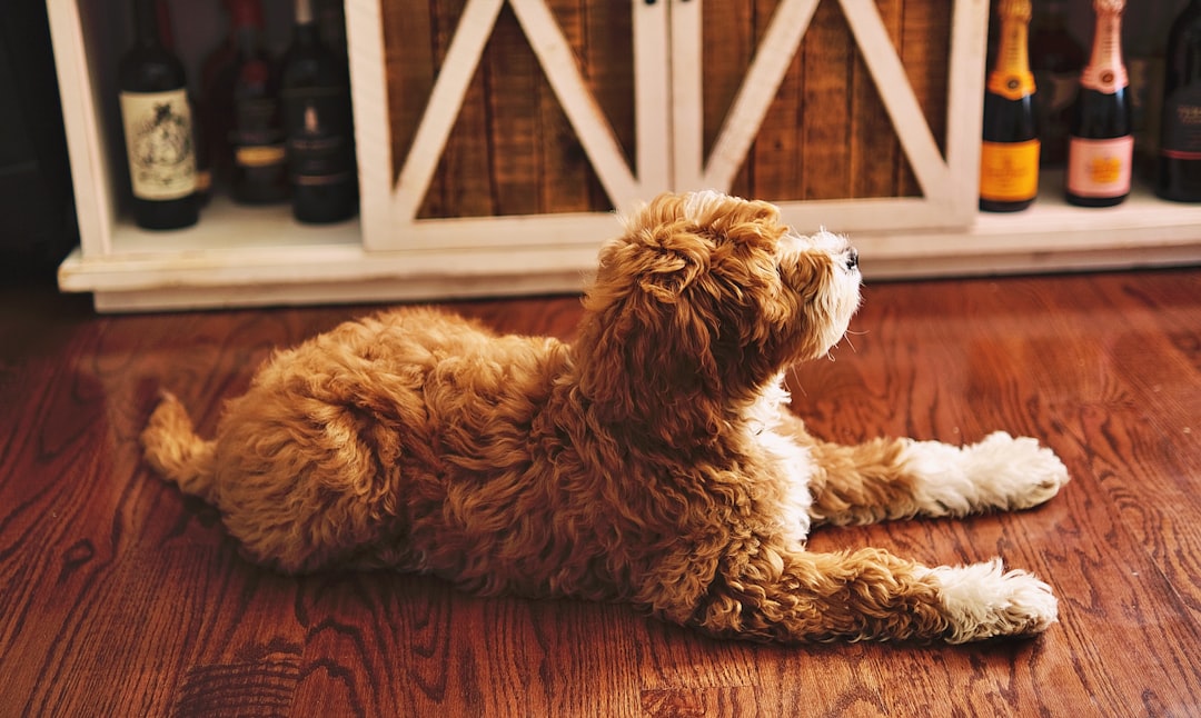 Photo puppy training