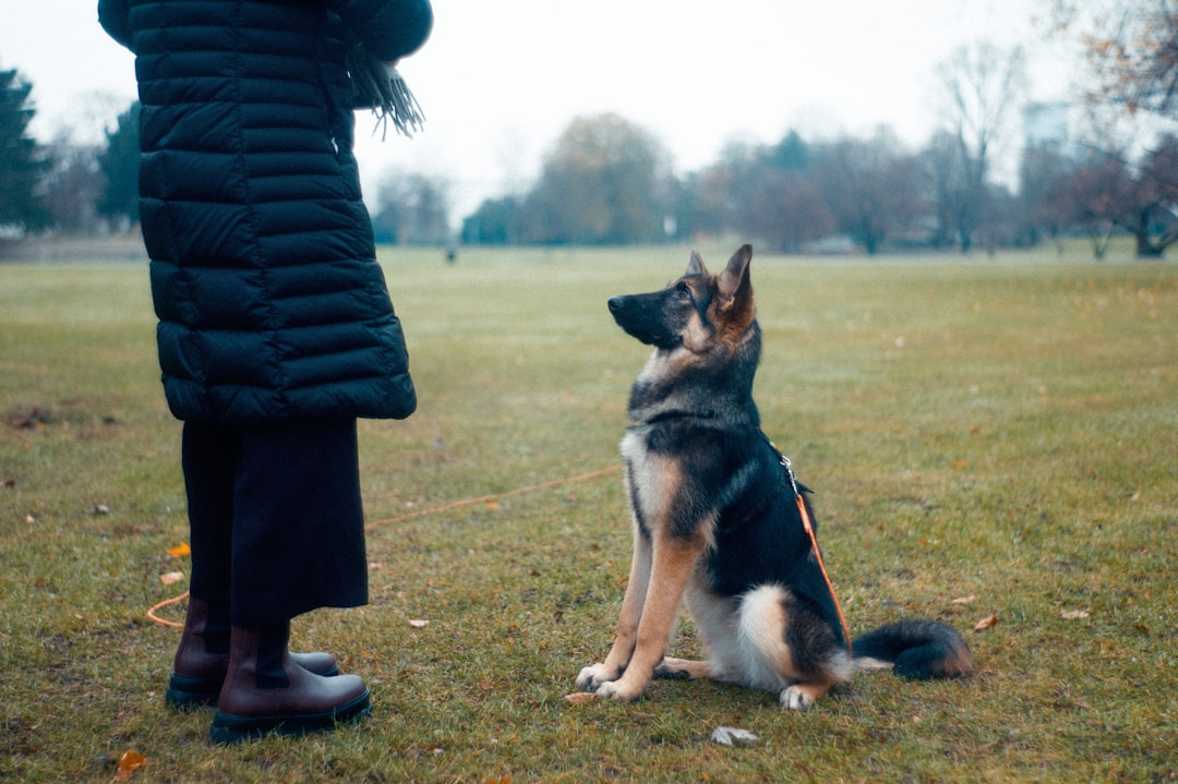 Photo Training treats