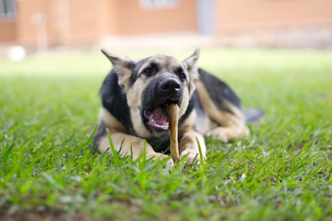 Photo dog treats