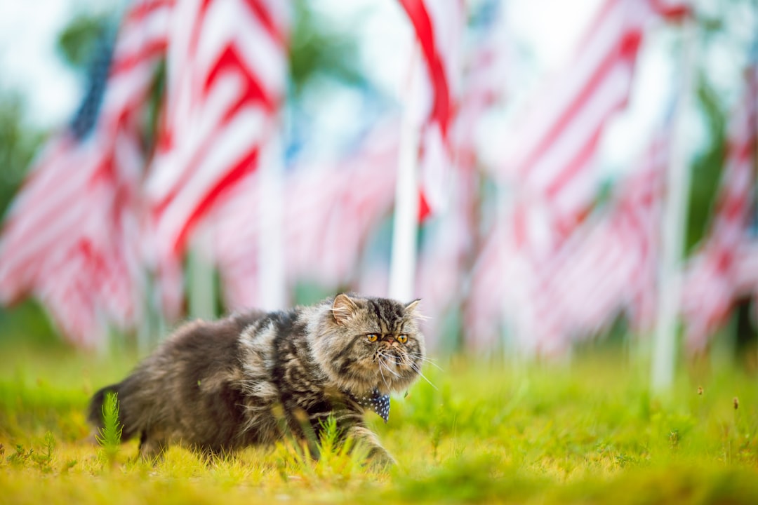 Photo Cat walking